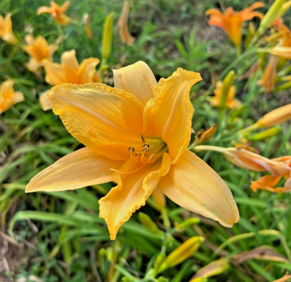 Daylily Fans Root Systems – 3 Count – Bare Root Perennial Plant – Outdoor - Image 1