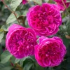 Deep Pink Rose Live Plant - Fragrant Flowering Bush, 4-6 Inch Tall - Image 1