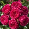 Deep Red Pink Rose Live Plant – Fragrant Perennial Bush – 4-6 Inch Tall - Image 1