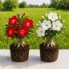 Desert Rose Live Plant - 2 Pack Adenium Succulent, 5-8 Inch Tall - Image 1