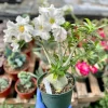 Desert Rose Live Plant (Adenium Obesum) 6 inch Potted Houseplant - Image 1