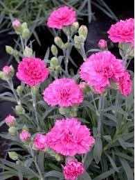 Dianthus Sherbet Pink Carnation Live Plant – Fragrant Perennial – 2.5x4 inch pot – Outdoor - Image 2