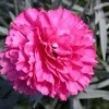 Dianthus Sherbet Pink Carnation Live Plant – Fragrant Perennial – 2.5x4 inch pot – Outdoor - Image 1