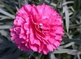 Dianthus Sherbet Pink Carnation Live Plant – Fragrant Perennial – 2.5x4 inch pot – Outdoor - Image 1