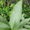 Dieffenbachia Tiki Live Plant – 4" Pot Dumb Cane Houseplant – Indoor/Outdoor - Image 1