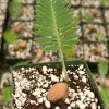 Dioon Edule Live Plant - Rare Cycad in 4 inch Pot - Indoor/Outdoor - Image 1
