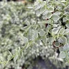 Dischidia Million Hearts Variegated Trailing Succulent Live Plant, 3" Pot Indoor - Image 1