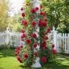 Don Juan Climbing Rose Plant, Fragrant Red Rose Bush, 4-6 Inch Tall Starter - Image 1