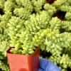 Donkey's Tail Sedum Burrito Live Plant - Trailing Succulent for Indoor & Outdoor - Image 1