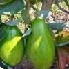 Donnie Avocado Tree - Grafted Live Plant - 6 inch Pot - Indoor/Outdoor Fruit Tree - Cannot ship to CA - Image 1