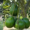 Donnie Avocado Tree Live Plant – Grafted – 3 Gallon Pot – Fruit Producing – Indoor/Outdoor - Cannot ship to CA - Image 1