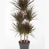 Dracaena Magenta Dragon Tree Live Plant - Indoor Houseplant - 2.5 inch Pot - Image 1