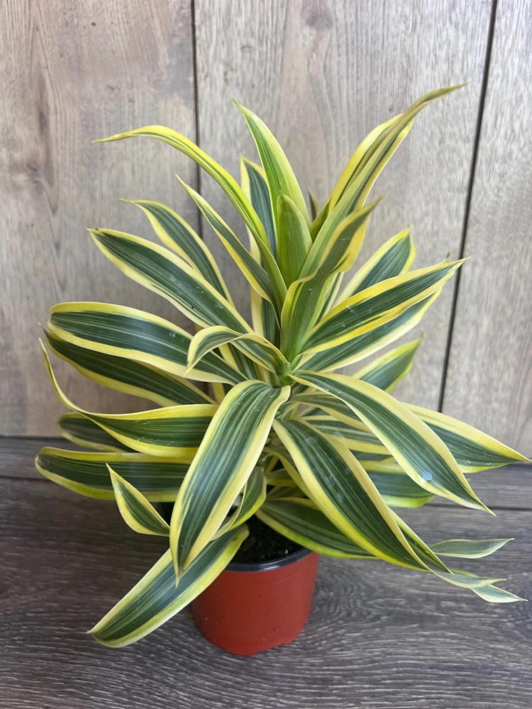 Dracaena reflexa Song of India Live Plant – 4" Pot, Indoor Tropical Houseplant - Cannot ship to CA - Image 2