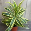Dracaena reflexa Song of India Live Plant – 4" Pot, Indoor Tropical Houseplant - Cannot ship to CA - Image 1