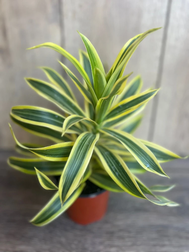 Dracaena reflexa Song of India Live Plant – 4" Pot, Indoor Tropical Houseplant - Cannot ship to CA - Image 1