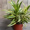 Dracaena reflexa Song of India Live Plant - 6 inch Pot, Indoor Tropical - Cannot ship to CA - Image 1