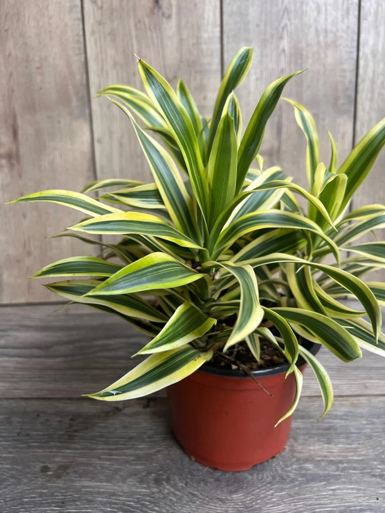 Dracaena reflexa Song of India Live Plant - 6 inch Pot, Indoor Tropical - Cannot ship to CA - Image 1
