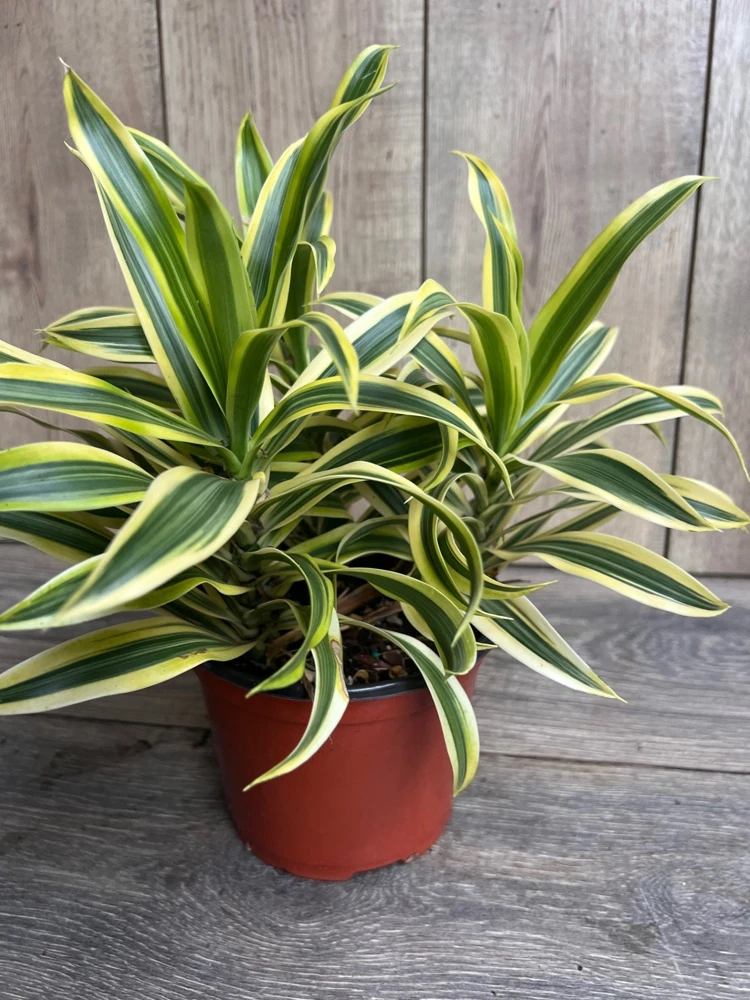 Dracaena reflexa Song of India Live Plant - 6 inch Pot, Indoor Tropical - Cannot ship to CA - Image 2