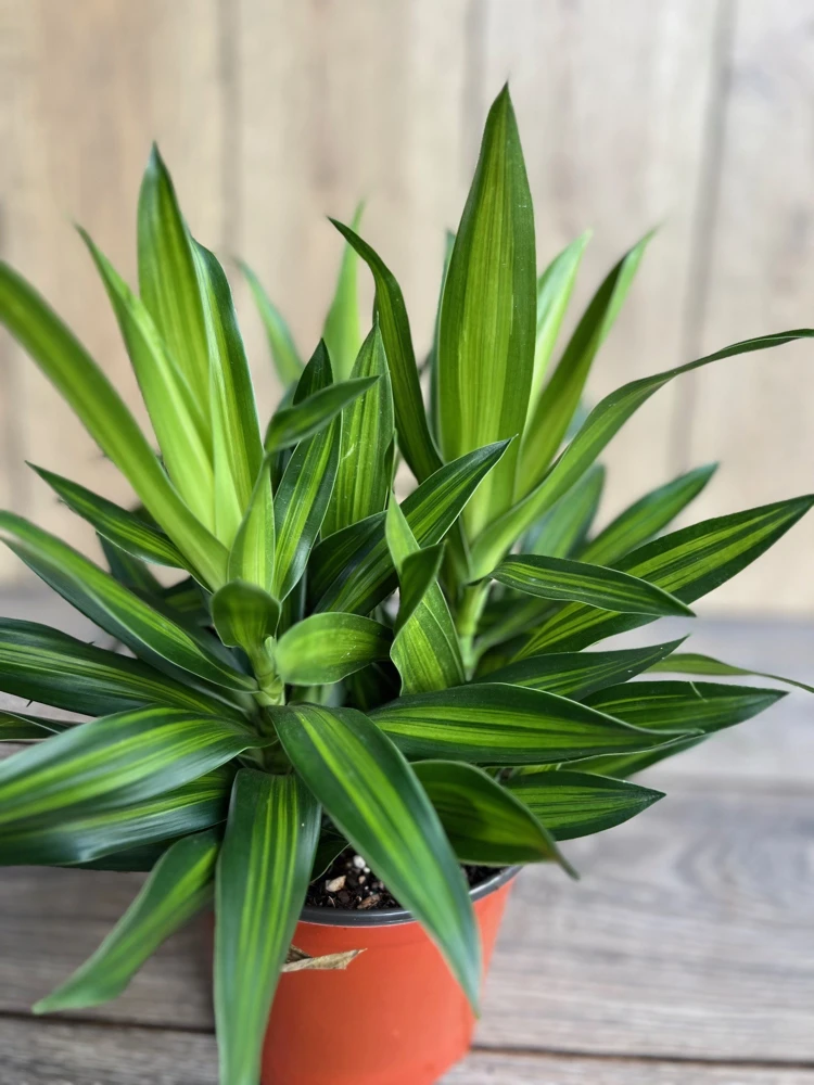 Dracaena Song of Jamaica Live Plant – 6 inch Pot – Indoor Dragon Tree Plant - Cannot ship to CA - Image 2