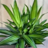 Dracaena Song of Jamaica Live Plant – 6 inch Pot – Indoor Dragon Tree Plant - Cannot ship to CA - Image 1