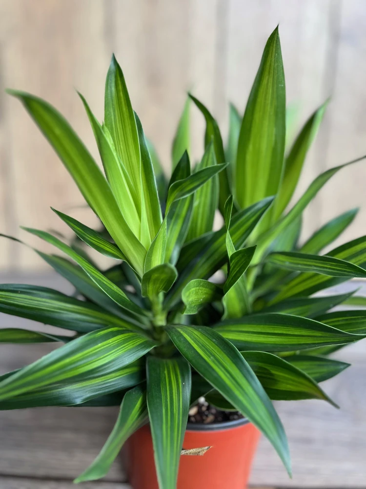 Dracaena Song of Jamaica Live Plant – 6 inch Pot – Indoor Dragon Tree Plant - Cannot ship to CA - Image 1