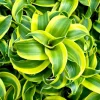 Dracaena Tornado Live Plant - Curly Houseplant, 4 inch Pot, Easy Care Indoor - Image 1