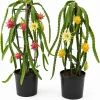 Dragon Fruit Live Plants - 2 Pitaya Tropical Cactus Starters, 3-6 Inch - Image 1