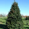 Dragon Lady Holly Live Plant – Quart Pot – Outdoor Shrub - Image 1