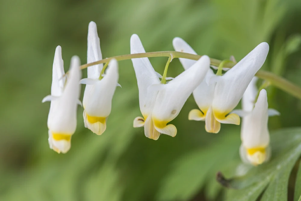 Dutchman's Breeches Bulbs - 5 Count - Dicentra cucullaria - Woodland Wildflower - Image 2