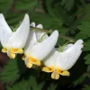 Dutchman's Breeches Bulbs - 5 Count - Dicentra cucullaria - Woodland Wildflower - Image 1