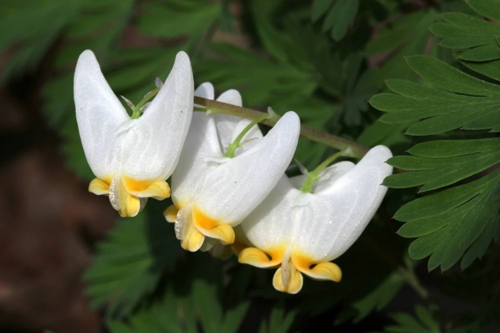 Dutchman's Breeches Bulbs - 5 Count - Dicentra cucullaria - Woodland Wildflower - Image 1