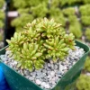 Dwarf Aeonium Sedifolium Live Succulent Plant - Rare & Compact - 4" Pot - Image 1