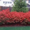 Dwarf Burning Bush - 50 Bare Roots - Vibrant Fall Color Shrub - Outdoor - Image 1