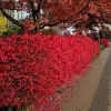 Dwarf Burning Bush Bare Root - 10-Pack - Vibrant Fall Shrub - Image 1