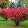 Dwarf Burning Bush Bare Root Plant - 5 Pack - Vibrant Fall Foliage Shrub - Image 1