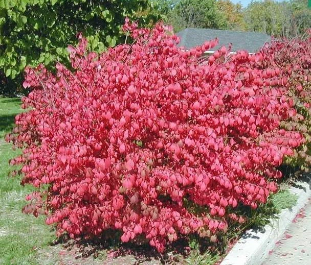 Dwarf Burning Bush Bare Root Plants – 20 Pack – Vibrant Fall Color Outdoor Shrub - Image 2