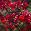 Dwarf Burning Bush Bare Root Plants – 20 Pack – Vibrant Fall Color Outdoor Shrub - Image 1