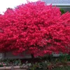 Dwarf Burning Bush Live Plant – Euonymus Alatus – 1 Gallon Pot – Hardy Shrub - Image 1