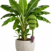 Dwarf Cavendish Banana Live Plant – 4-7 Inch Tropical Banana Starter for Indoor/Outdoor - Image 1