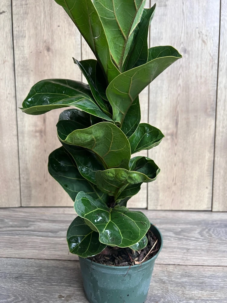 Dwarf Fiddle Leaf Fig Live Plant - Ficus Lyrata Bambino in 6 inch Pot, Indoor Air Purifier - Cannot ship to CA - Image 2