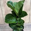 Dwarf Fiddle Leaf Fig Live Plant - Ficus Lyrata Bambino in 6 inch Pot, Indoor Air Purifier - Cannot ship to CA - Image 1