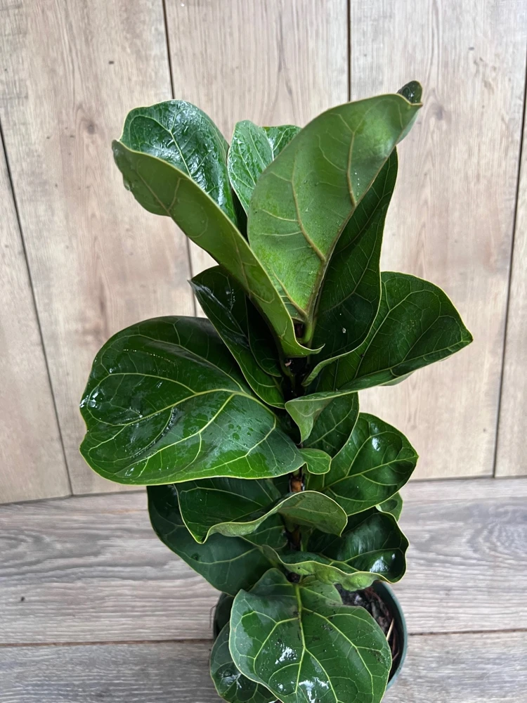 Dwarf Fiddle Leaf Fig Live Plant - Ficus Lyrata Bambino in 6 inch Pot, Indoor Air Purifier - Cannot ship to CA - Image 1