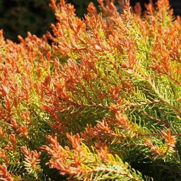 Dwarf Globe Arborvitae Live Plant - Compact Evergreen Shrub, Quart Pot, Outdoor - Image 1