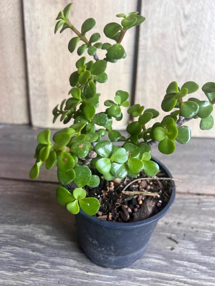 Dwarf Jade Plant Portulacaria afra Live Succulent - 4 inch Pot - Elephant Bush - Cannot ship to CA - Image 2