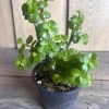 Dwarf Jade Plant Portulacaria afra Live Succulent - 4 inch Pot - Elephant Bush - Cannot ship to CA - Image 1