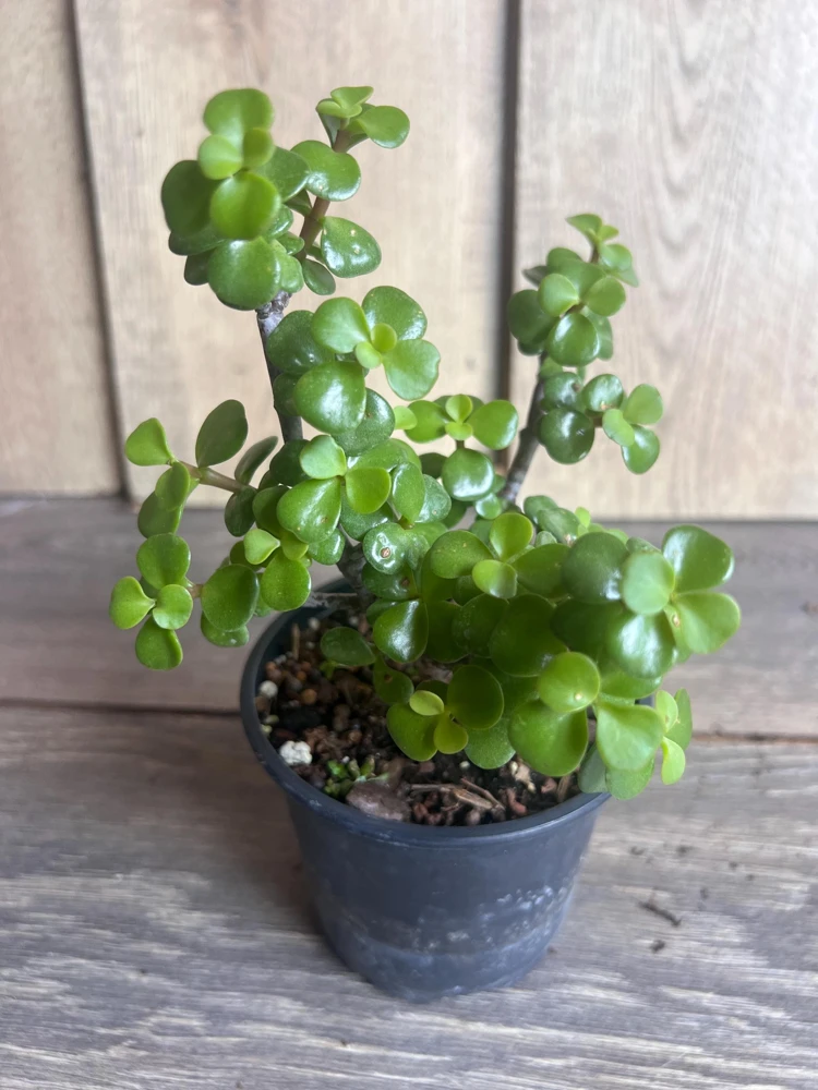 Dwarf Jade Plant Portulacaria afra Live Succulent - 4 inch Pot - Elephant Bush - Cannot ship to CA - Image 1