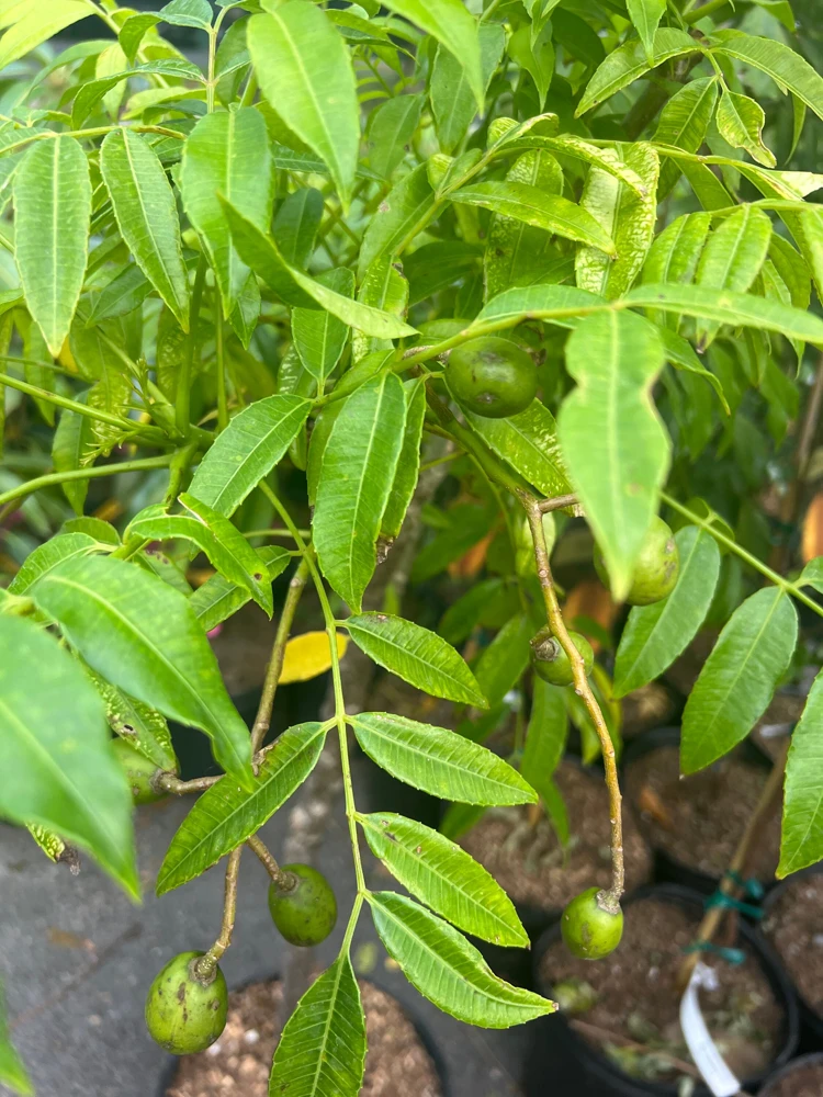 Dwarf June Plum Live Plant - Ambarella Fruit Tree in 3 Gallon Pot - Cannot ship to CA - Image 2
