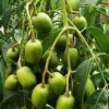 Dwarf June Plum Live Plant - Ambarella Fruit Tree in 3 Gallon Pot - Cannot ship to CA - Image 1