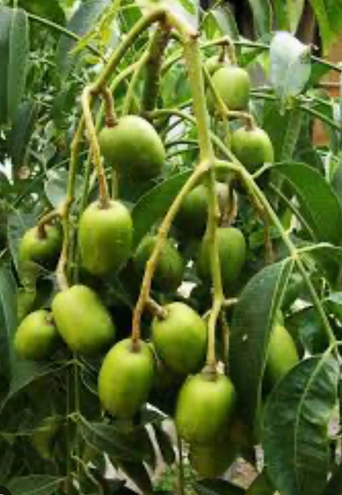 Dwarf June Plum Live Plant - Ambarella Fruit Tree in 3 Gallon Pot - Cannot ship to CA - Image 1