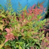 Dwarf Nandina Live Plant – 2.5-inch Pot – Compact Heavenly Bamboo – Outdoor Shrub - Image 1